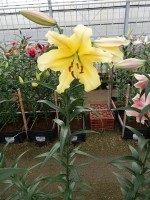 [5210 Golden Power 20 ST No02.JPG]